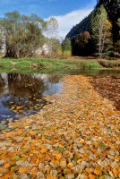Autumn-Leaves-Merced-River-Yosemite-Valley-Golden-Foliage-California