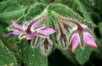 Borage Flower, Borago officinalis