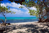 Beach, Grand Cayman, Mangroves, Tropics, Tropical, Blue, Green, Ocean, Sky, Clouds