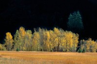 Cottonwoods, Populus trichocarpa, Yosemite Valley, California, Autumn, Foliage, Golden, Shadows, Gold