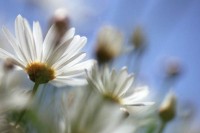 Daisies