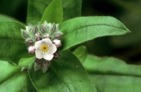 Forget Me Not,Myosotis scorpiodes, Flower, White, Green, Blossom, Bloom