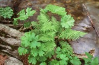 Darmera peltata, Ferns, Creek, Mountain Stream, Green, Water Motion