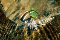 Mountain Stream #11
