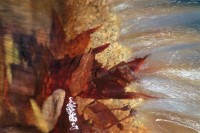 Mountain Stream #12, Maple leaves, Water, Motion