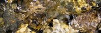 Mountain Stream #17
