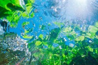 Under The Falls #1, Mountain Stream From Below #1, Underwater, Blue, Green, Sun, Ripples