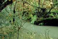 Navarro River - Mendocino, California, Green, Forest, Ferns