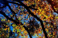 Black Oaks,Yosemite Valley, Quercus kelloggii, California