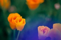Poppies-and-Cornflower-Blur, Eschscholzia californicam, Centaurea cyanus