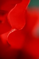 Red Gladiolus Abstract