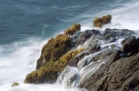 Seapalms, Postelsia palmaeformis, Mendocino, California