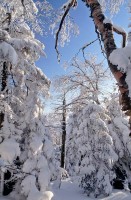 Snowy Trees