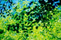 Leaves, Shadows, Blue, Green, Trees, Sky, Abstract, Henry Cowell State Park, San Lorenzo River,California