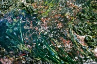 Tidepool Abstract, Carmel, California