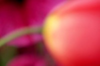 Flower Forms
