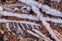 Ice, Crystals, Leaf, Leaves, Pine, Needles, Pine Needles
