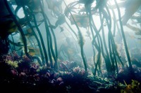 Underwater, Eel Cove, SCUBA, California, Kelp